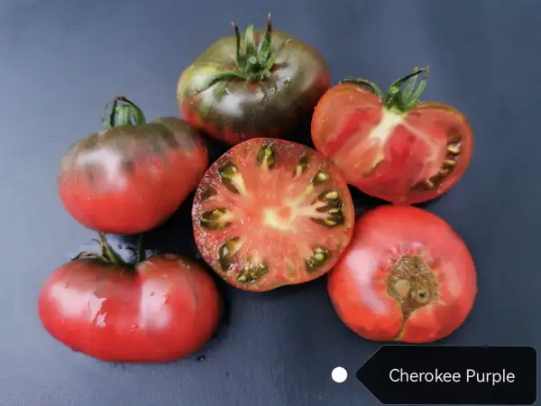 Tomaten: Cherokee Purple