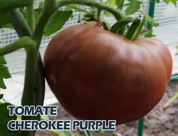Tomaten: Cherokee Purple
