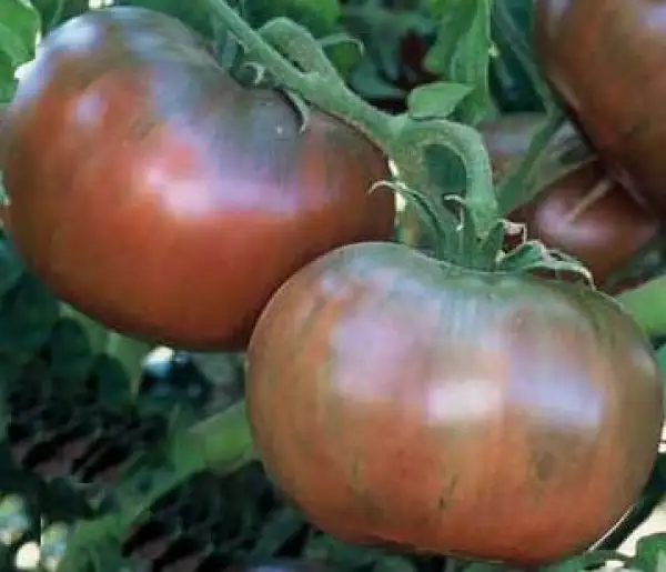 Tomaten: Cherokee Purple