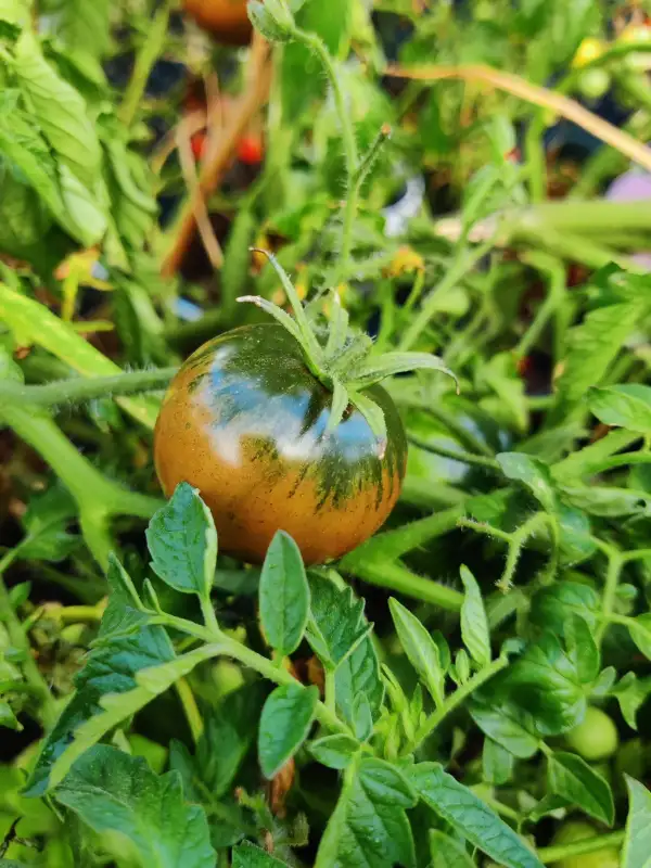 Tomaten: Cherokee Purple