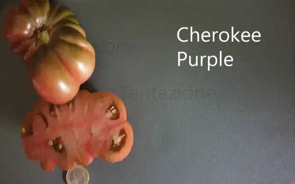 Tomaten: Cherokee Purple