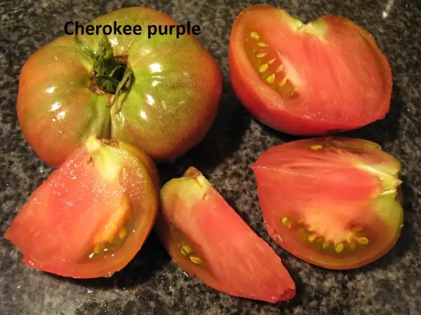 Tomaten: Cherokee Purple