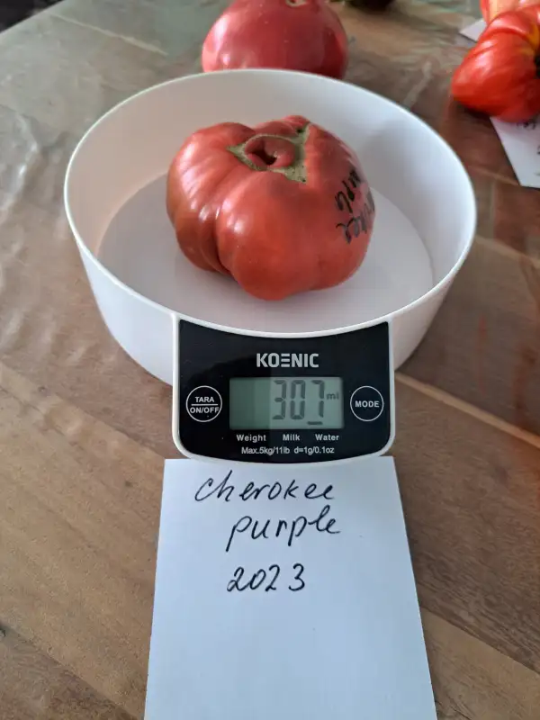 Tomaten: Cherokee Purple