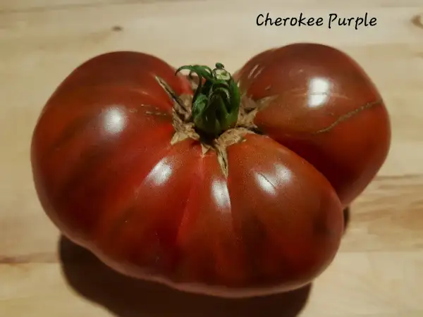 Tomaten: Cherokee Purple