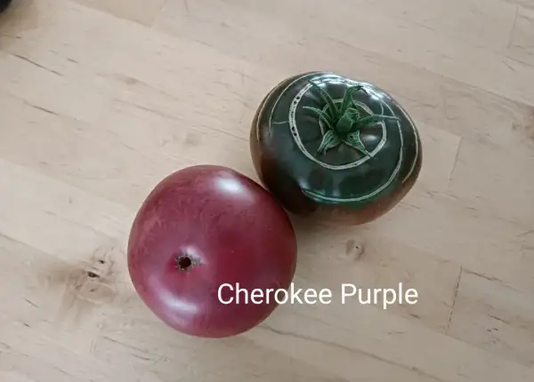 Tomaten: Cherokee Purple