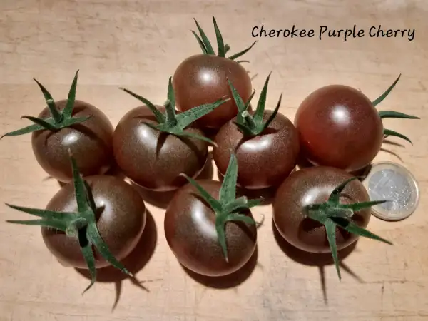 Tomaten: Cherokee Purple Cherry