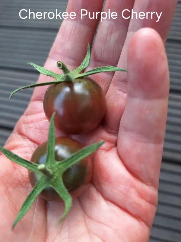 Tomaten: Cherokee Purple Cherry