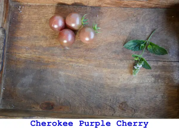 Tomaten: Cherokee Purple Cherry