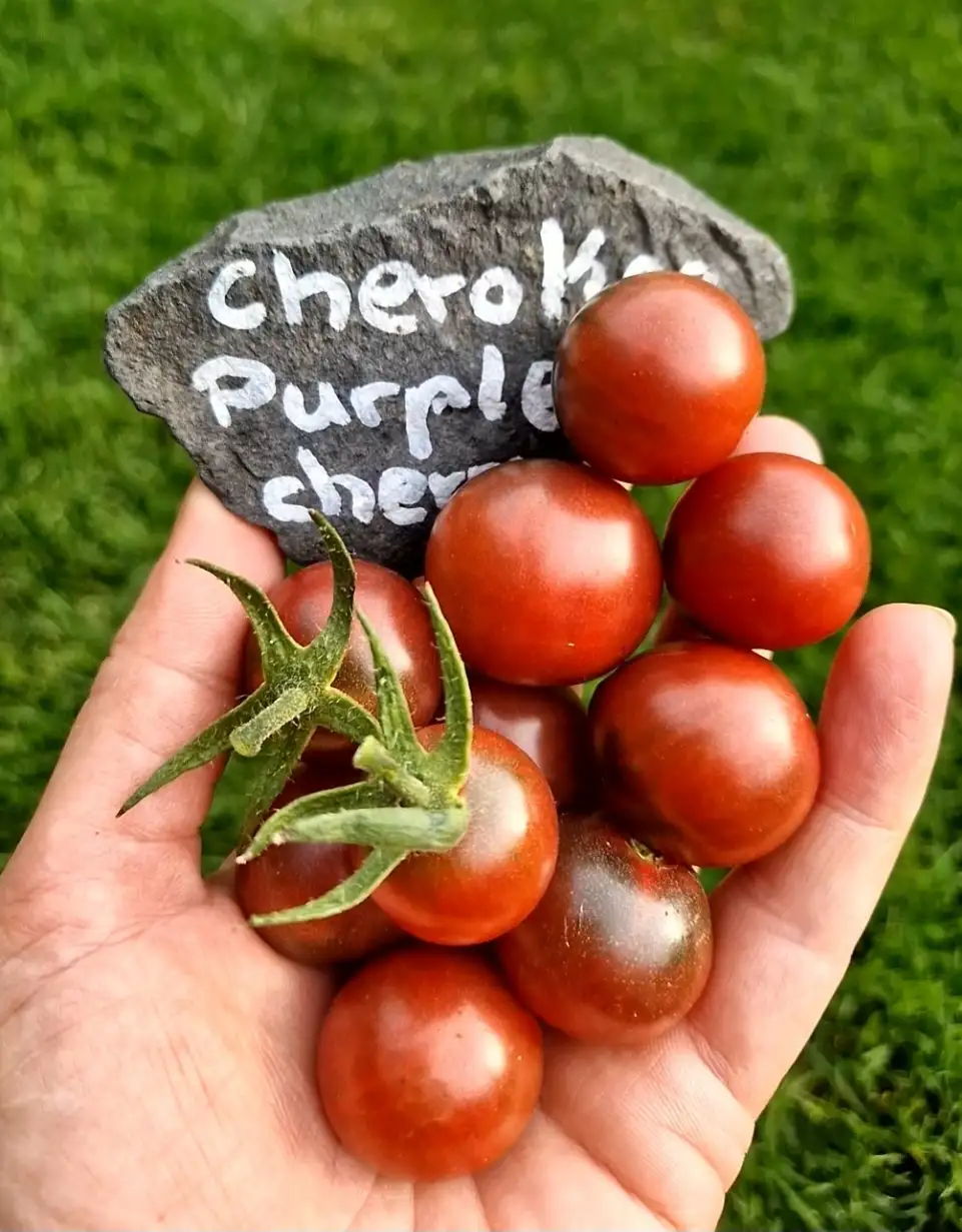 Tomaten: Cherokee Purple Cherry