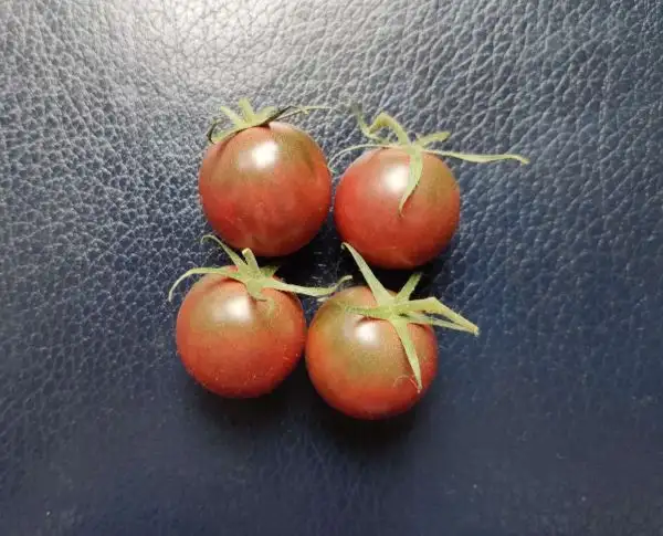 Tomaten: Cherokee Purple Cherry