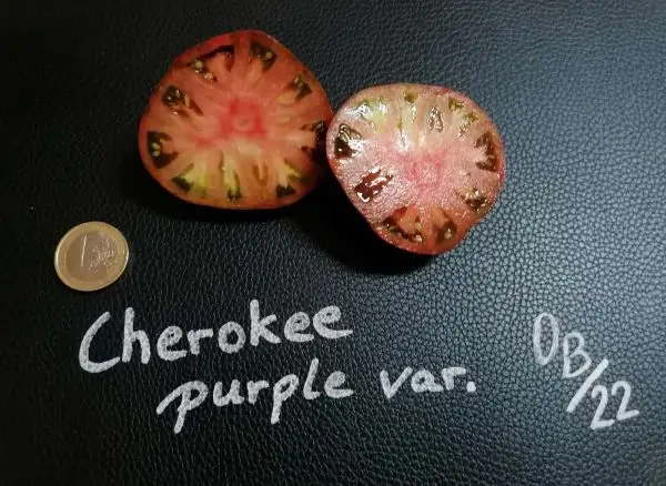 Tomaten: Cherokee purple var.