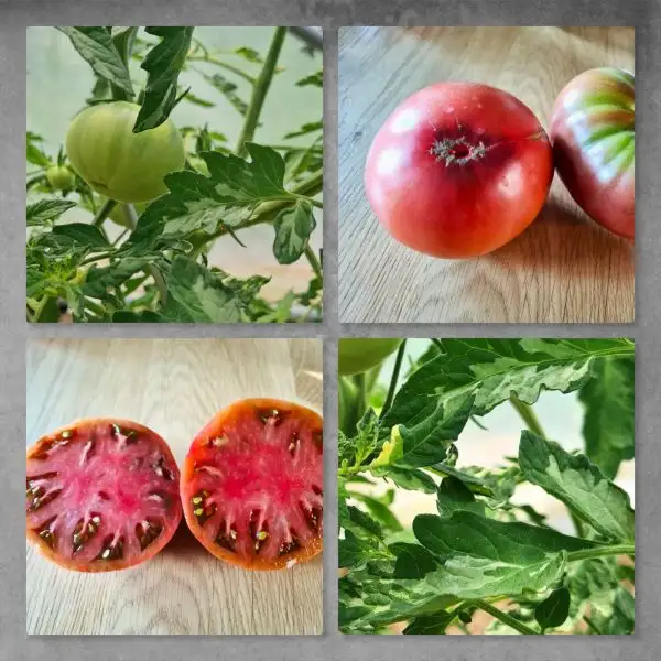 Tomaten: Cherokee Purple variegated