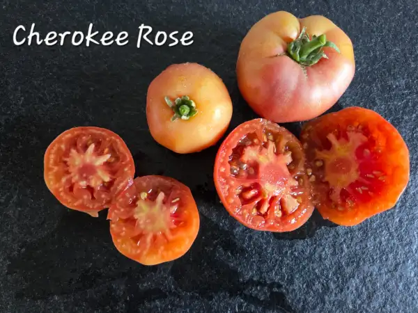 Tomaten: Cherokee rose