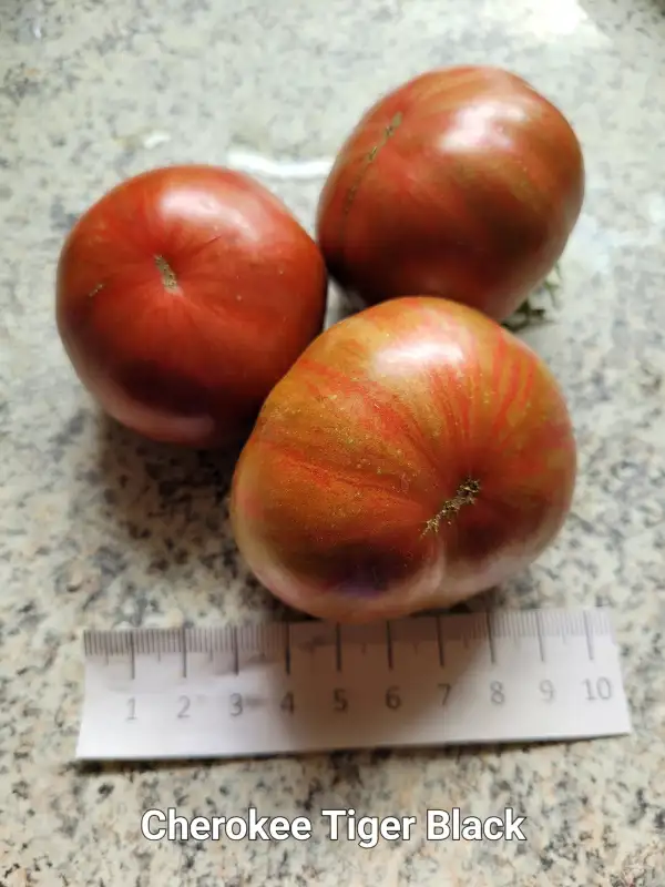 Tomaten: Cherokee Tiger Black