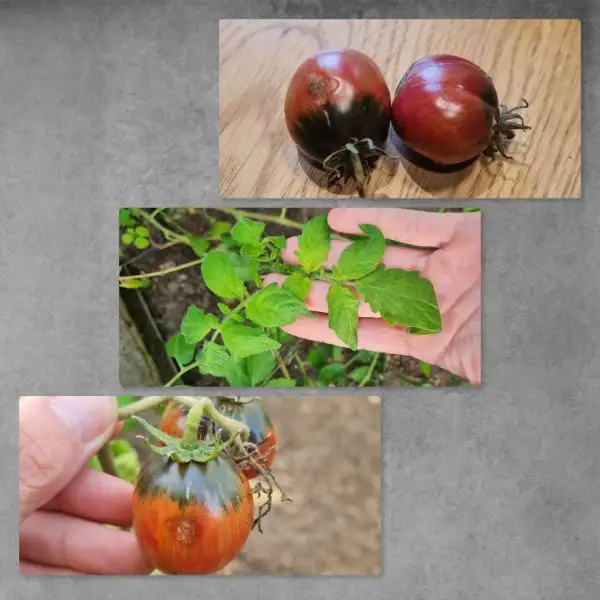 Tomaten: Cherokee Tiger Purple Striped