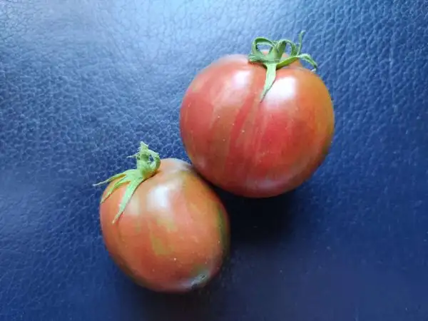 Tomaten: Cherokee Tiger Purple Striped