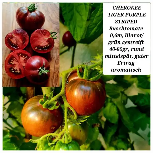 Tomaten: Cherokee Tiger Purple Striped