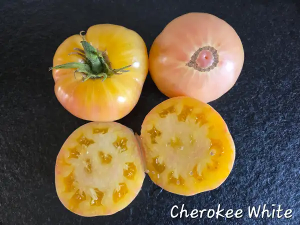 Tomaten: Cherokee White