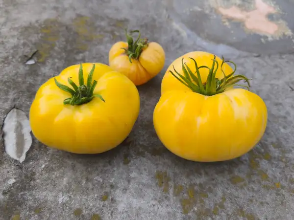Tomaten: Cherokee White