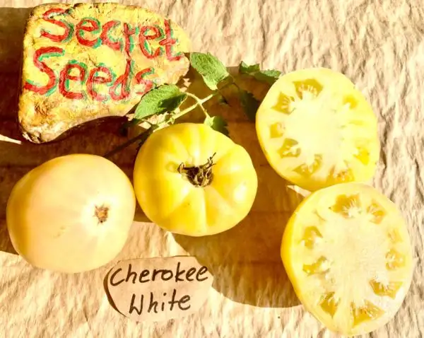 Tomaten: Cherokee White