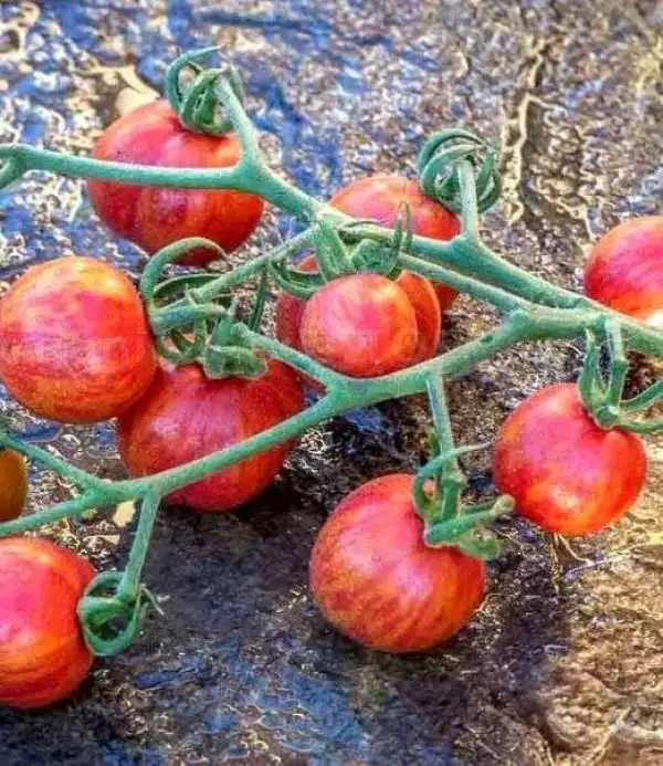 Tomaten: Cherriots of Fire