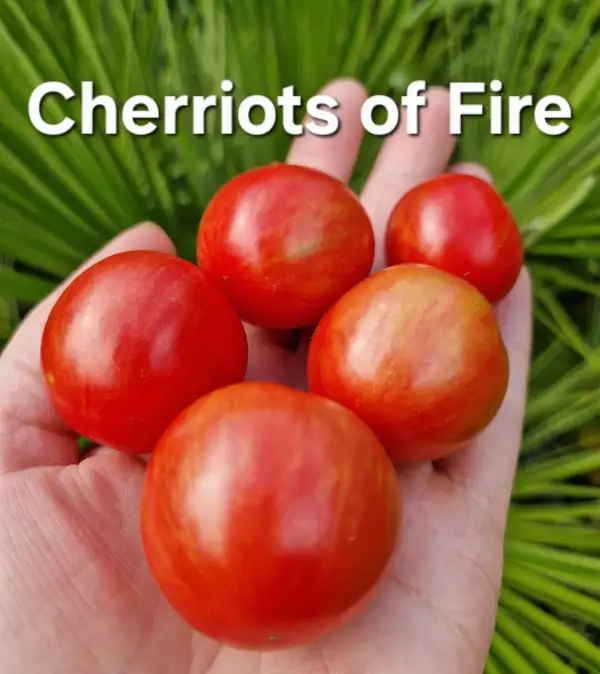 Tomaten: Cherriots of Fire