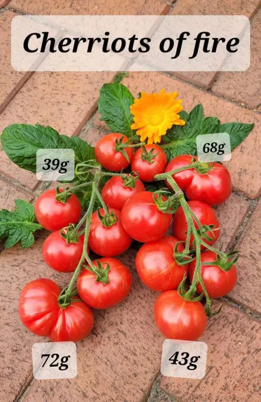 Tomaten: Cherriots of Fire