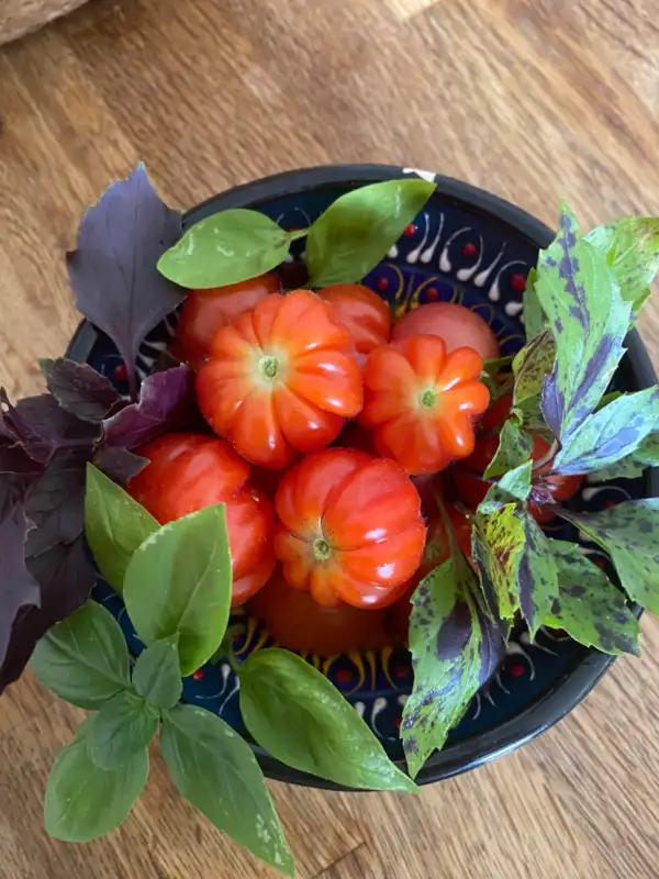 Tomaten: Cherry Accordeon