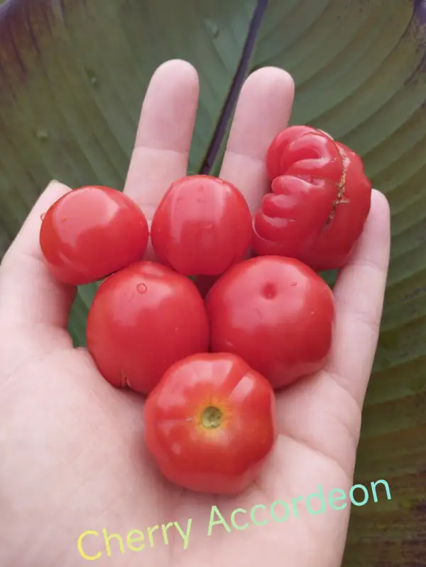 Tomaten: Cherry Accordeon