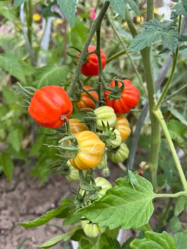 Tomaten: Cherry Accordeon