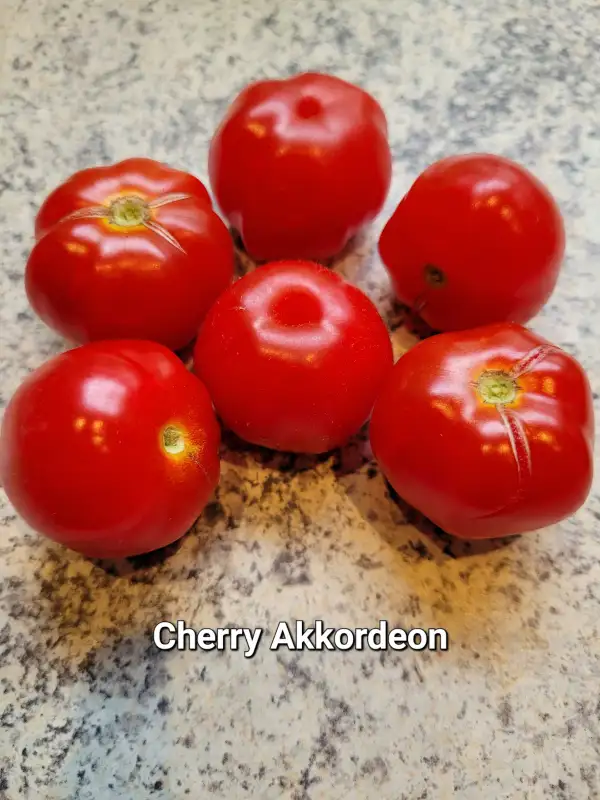 Tomaten: Cherry Accordeon