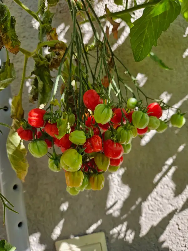 Tomaten: Cherry Akkordeon