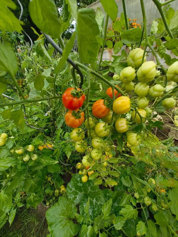 Tomaten: Cherry Akkordeon