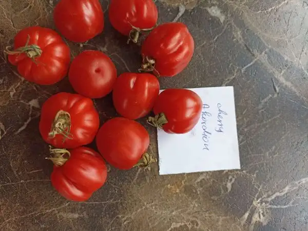 Tomaten: Cherry Akkordeon