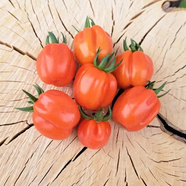 Tomaten: Cherry Akkordeon