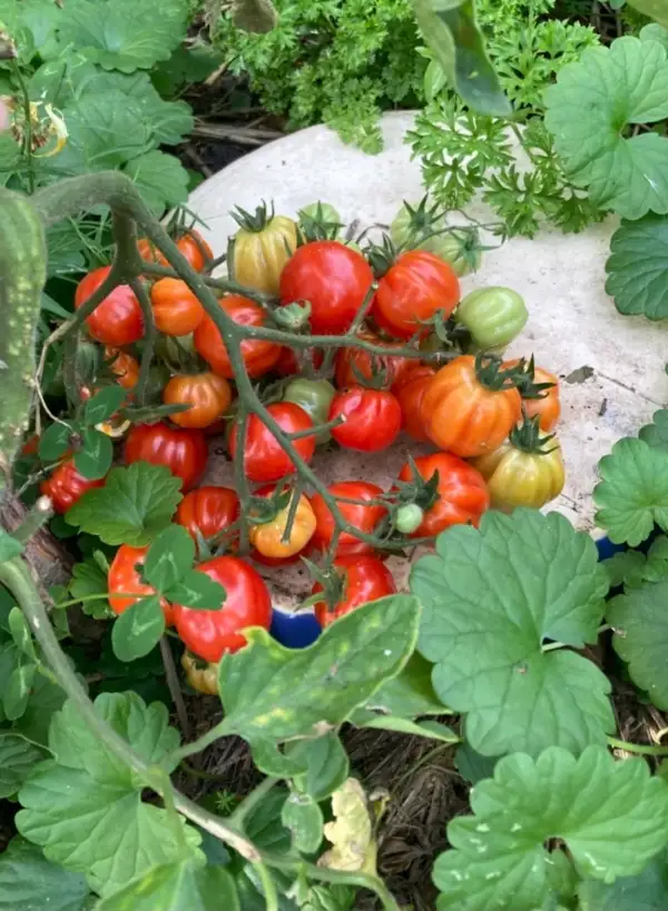 Tomaten: Cherry Akkordeon