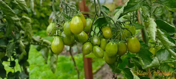 Tomaten: Cherry Amber Keyes (Multiflora)