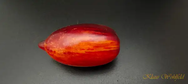 Tomaten: Cherry Antho Pink Panther