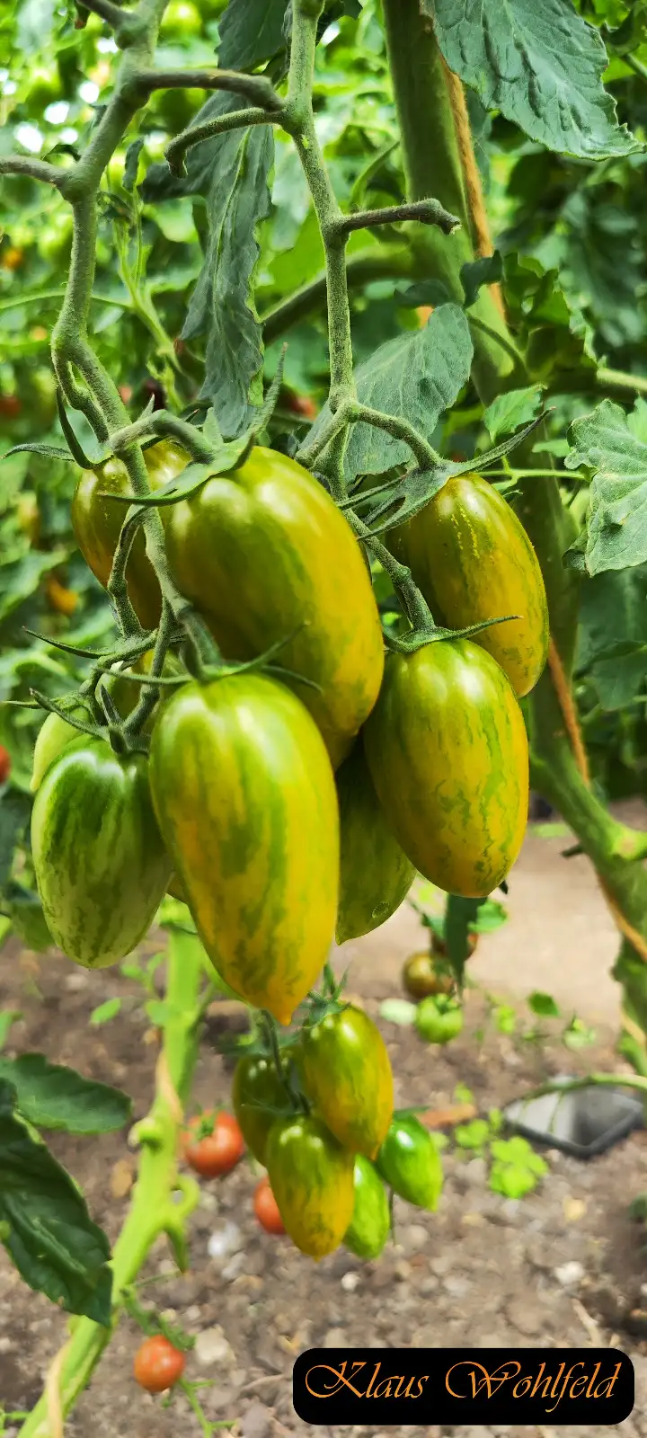 Tomaten: Cherry Artisan Green Tiger