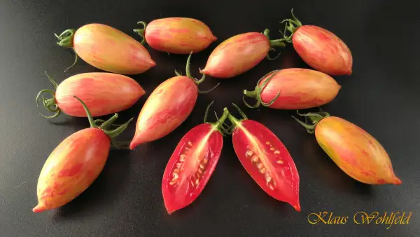 Tomaten: Cherry Artisan Pink Tiger