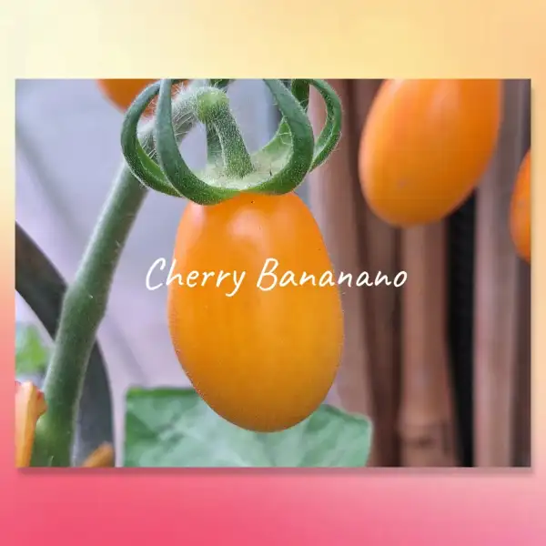 Tomaten: Cherry Banano