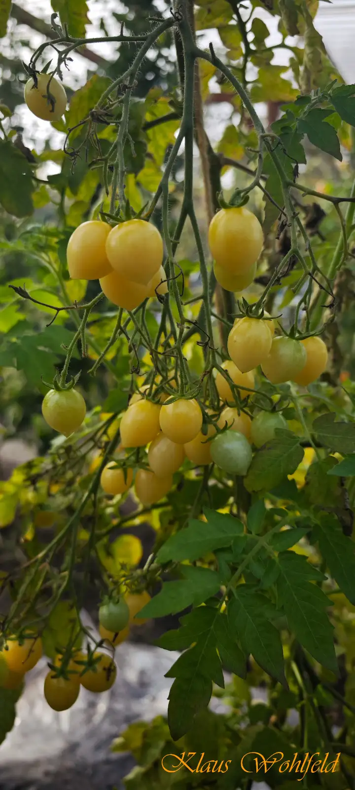 Tomaten: Cherry Barrys Crazy