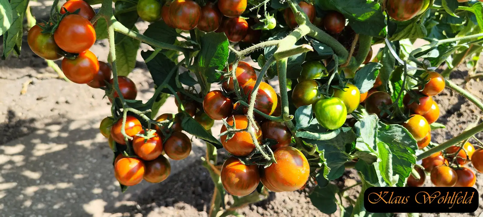 Tomaten: Cherry Black zebra