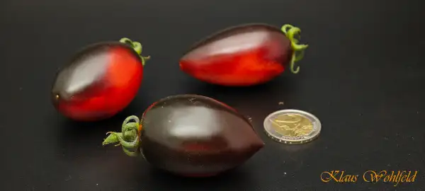 Tomaten: Cherry Blue Marzano