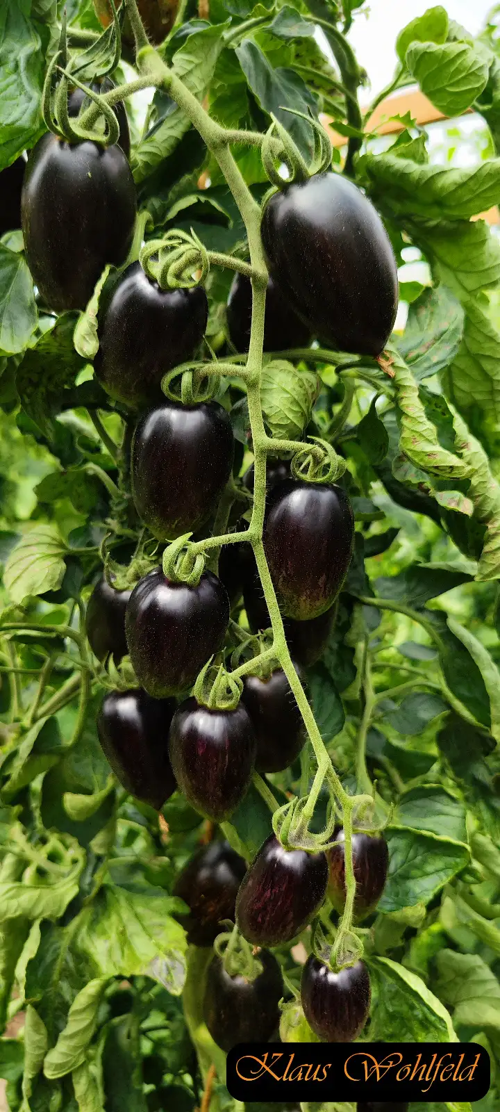 Tomaten: Cherry Brad