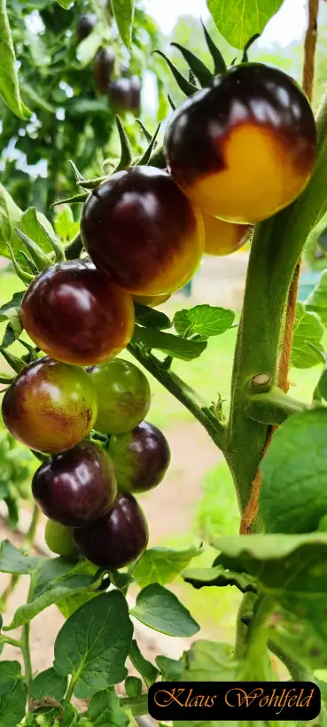 Tomaten: Cherry Bumblebee Bosque Blue