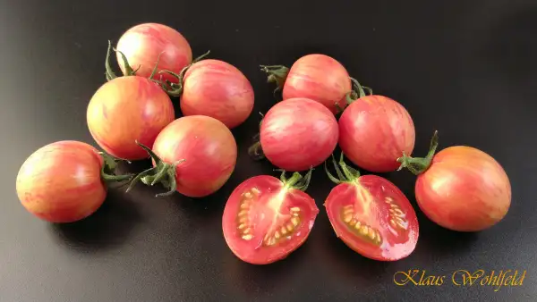 Tomaten: Cherry Bumblebee Pink