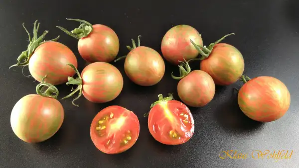 Tomaten: Cherry Bumblebee Purble