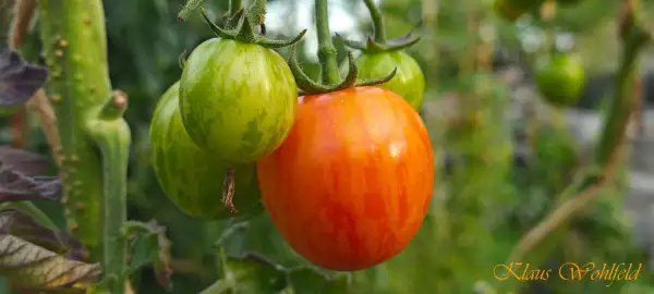 Tomaten: Cherry Bumblebee Sunrise
