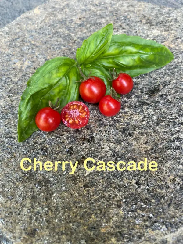 Tomaten: Cherry Cascade